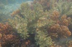 Soft corals in Albert Cove